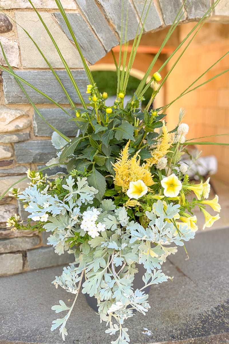 Chalet Signature Sunshine & Silver Sun 12"