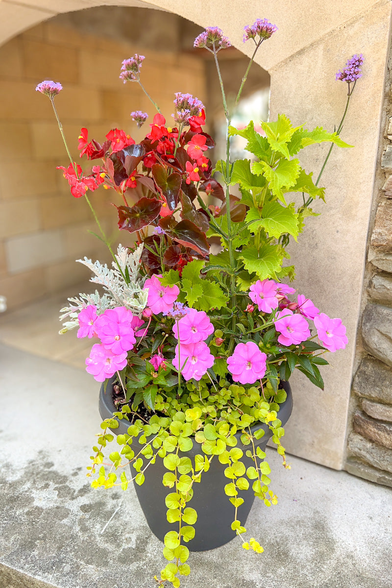 Chalet Signature Summer Sun Wasabi Emma 10"
