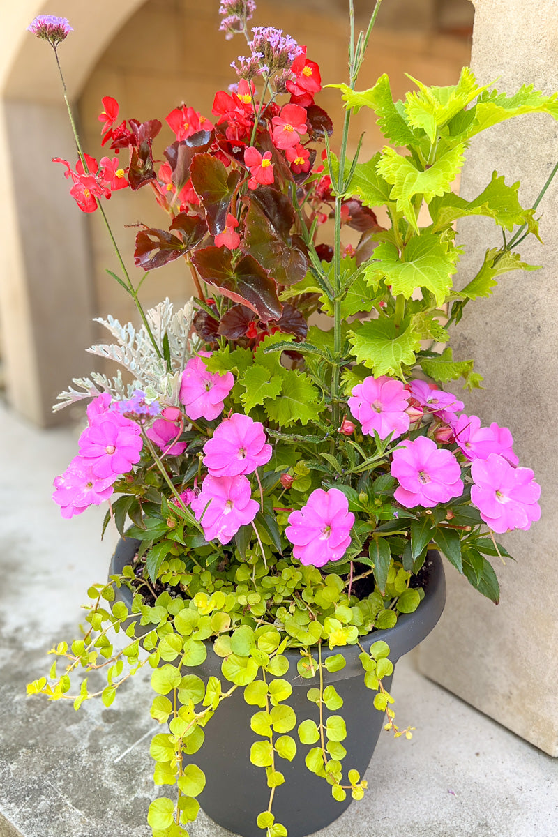 Chalet Signature Summer Sun Wasabi Emma 10"
