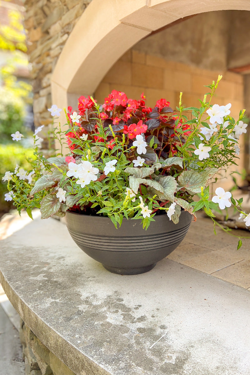 Chalet Signature Modern Begonia Coleus Greenship 16"