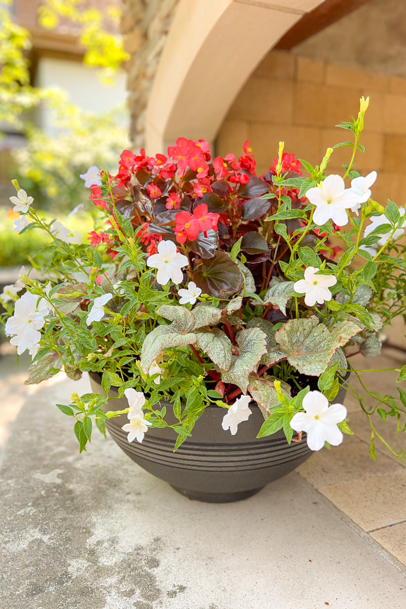 Chalet Signature Modern Begonia Coleus Greenship 16"