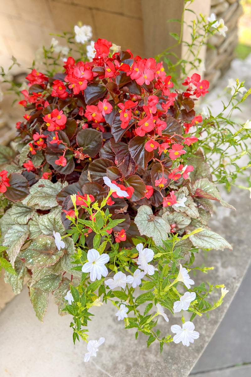 Chalet Signature Modern Begonia Coleus Greenship 16"