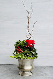 Chalet Signature Frosty Cyclamen Sydney Urn 8"