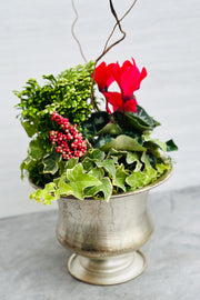 Chalet Signature Frosty Cyclamen Sydney Urn 8"