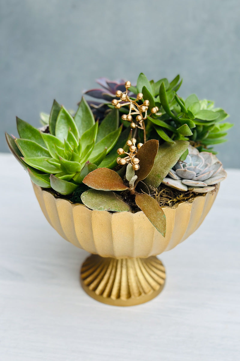 Chalet Signature Succulent Scallop Compote 8"