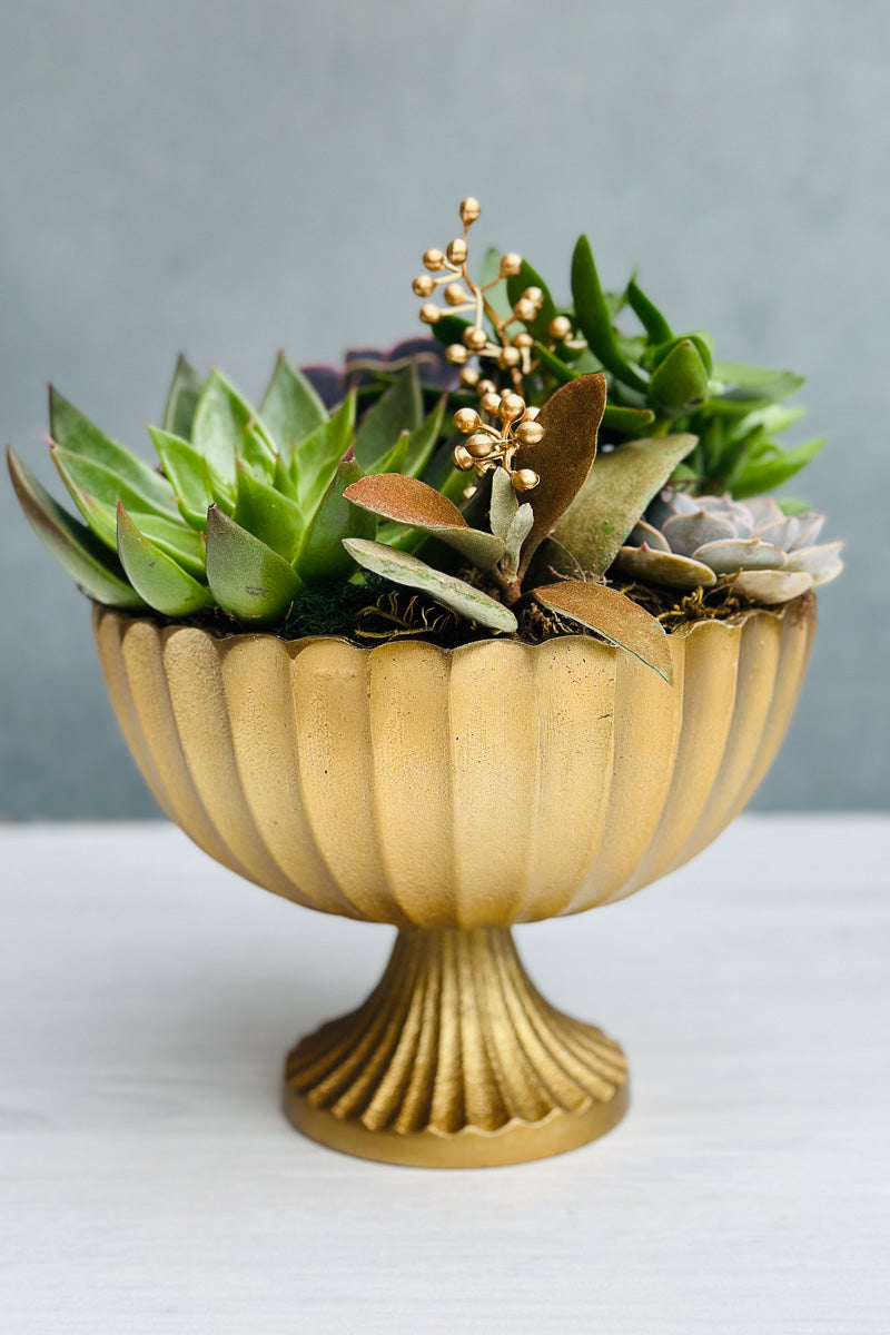 Chalet Signature Succulent Scallop Compote 8"