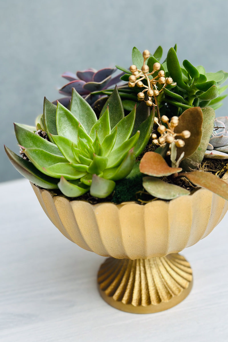 Chalet Signature Succulent Scallop Compote 8"