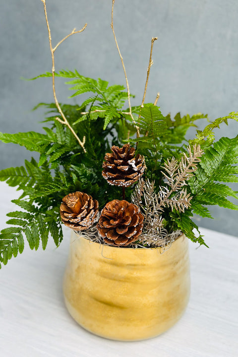 Chalet Signature Golden Fern Tegan 7"