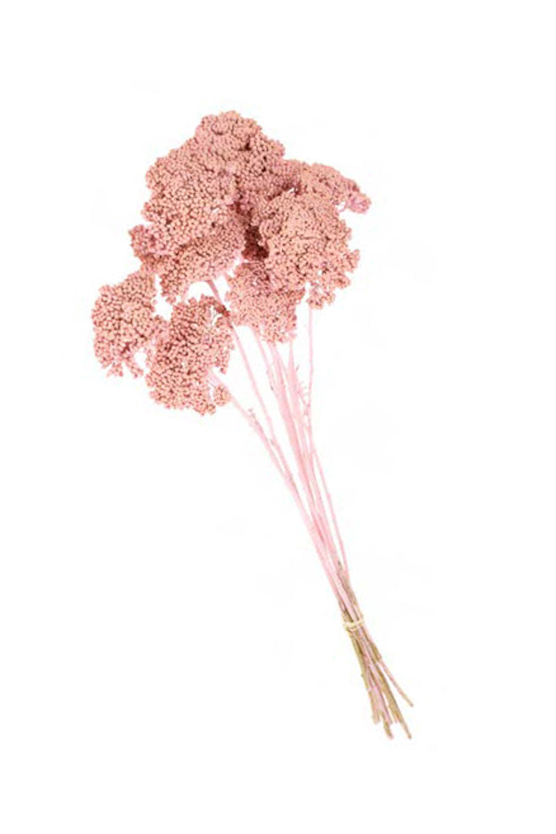 BUNCH ACHILLEA PARKER PINK MIS