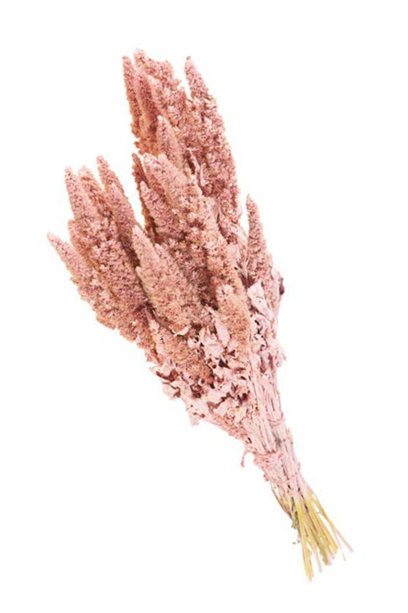 BUNCH AMARANTHUS PINK MISTY
