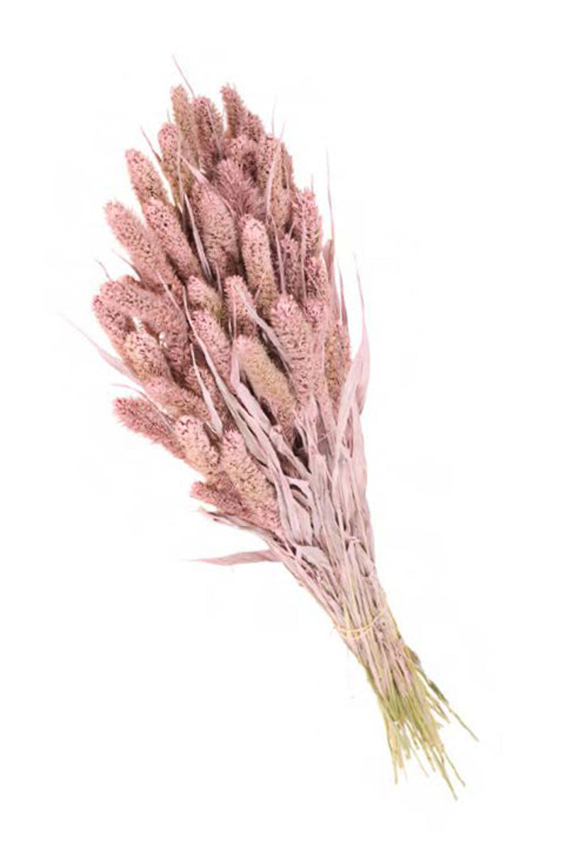 BUNCH SETAREA PINK MISTY