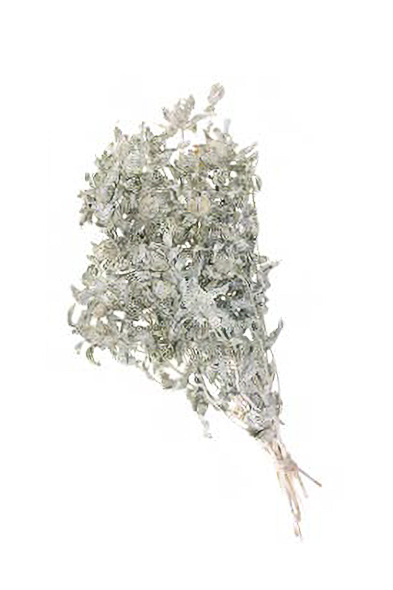 BUNCH BIDENS CARTHAMUS WHITE M