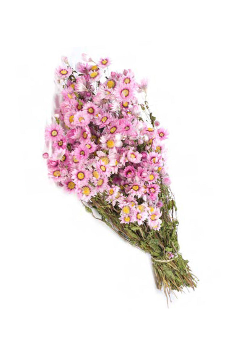 BUNCH RHODANTHE NATURAL PINK