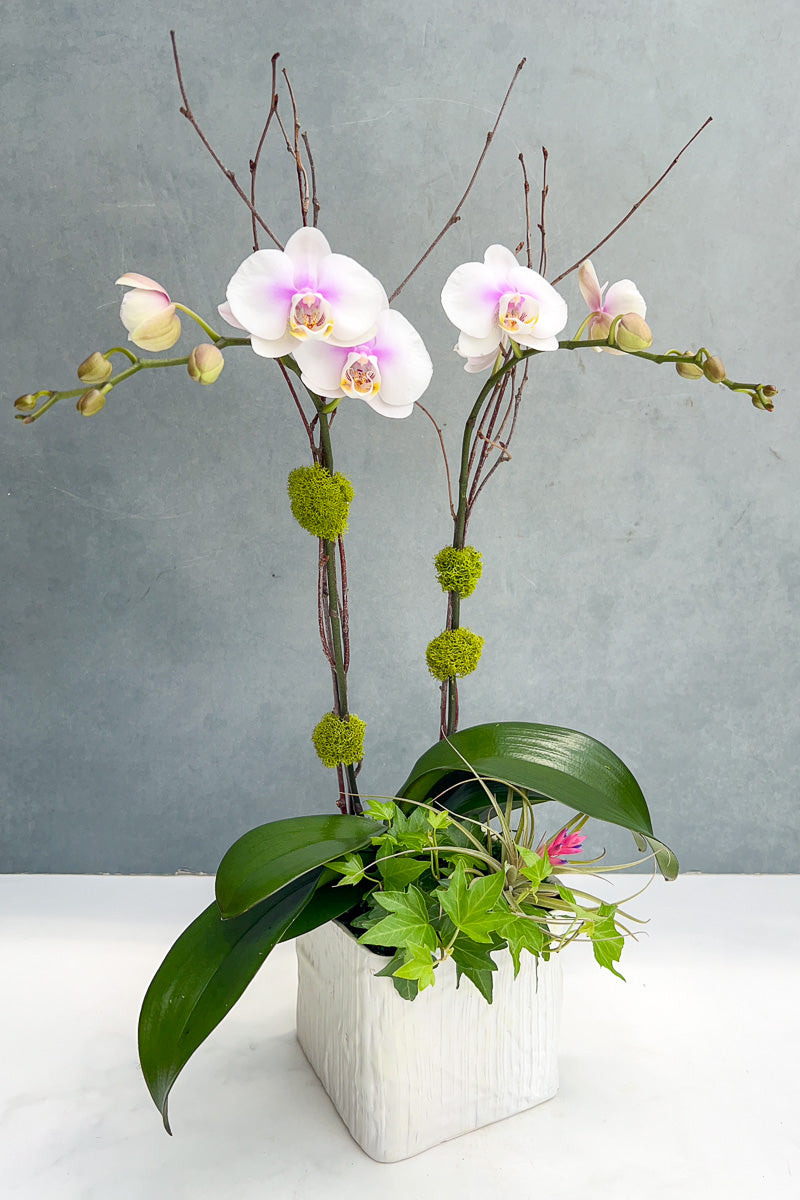 CS, Orchid Color Mix, Linen Cube 6in