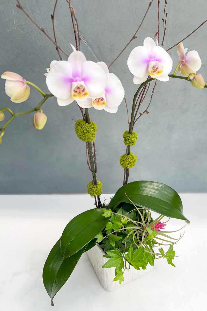 CS, Orchid Color Mix, Linen Cube 6in