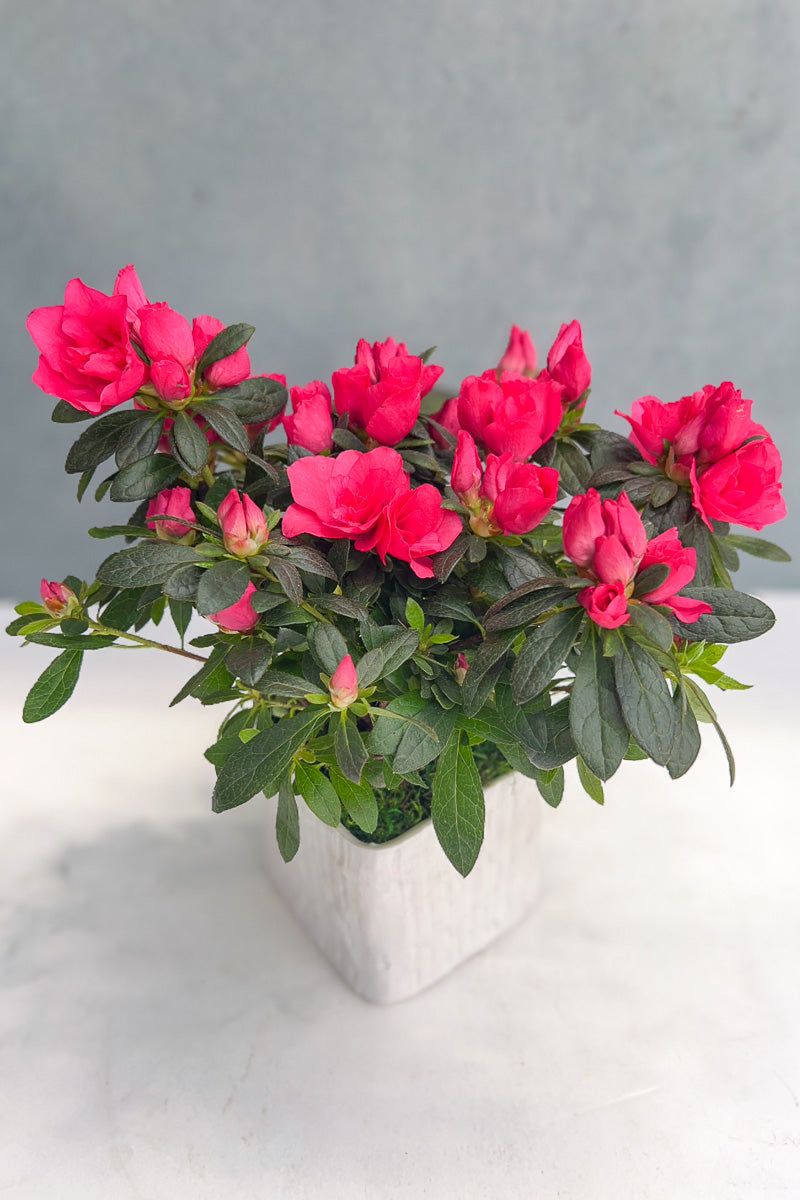 Chalet Signature Simple Azalea Linen 5"