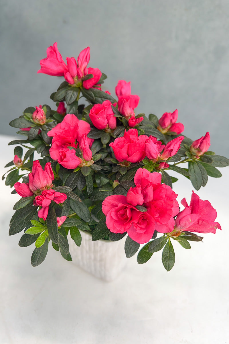 Chalet Signature Simple Azalea Linen 5"