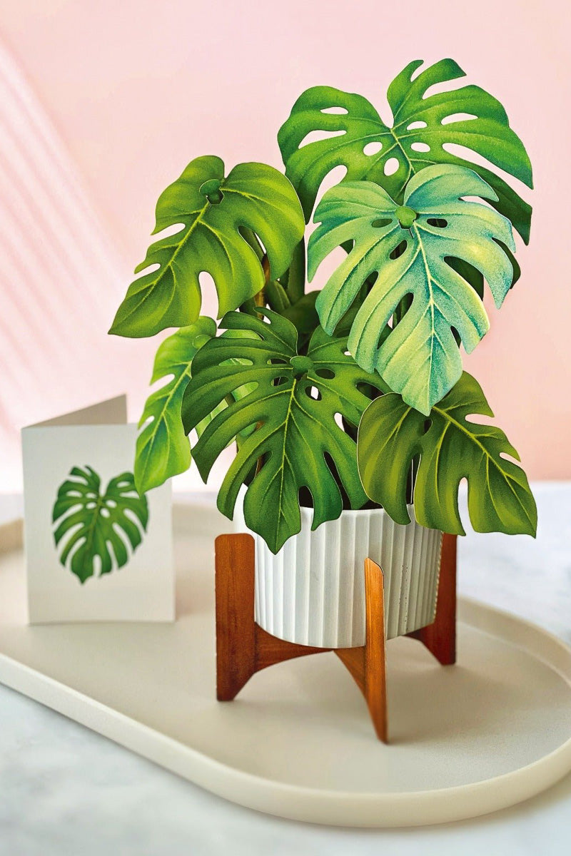 FreshCut Paper Monstera