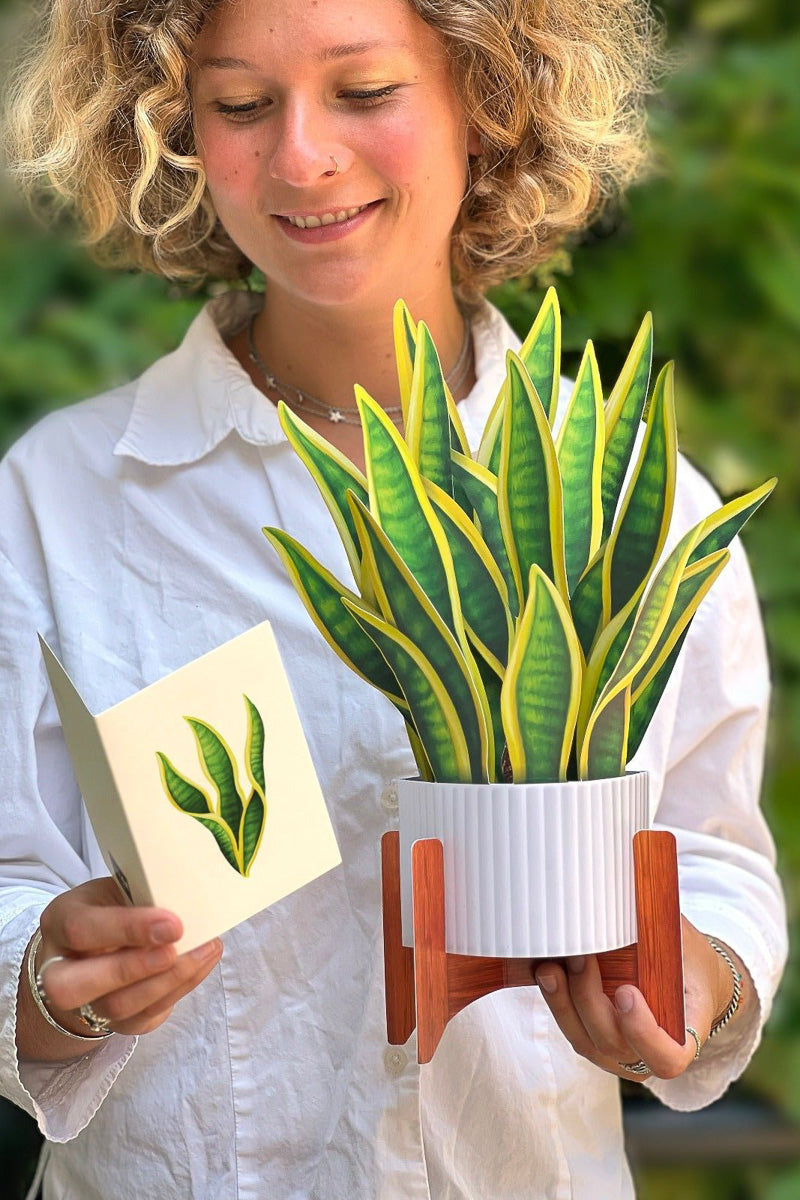 FreshCut Paper Snake Plant