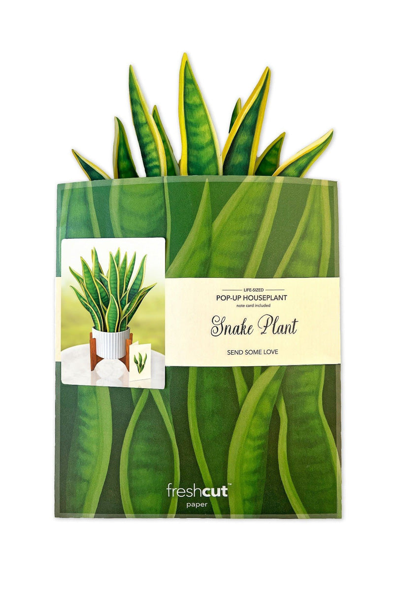 FreshCut Paper Snake Plant