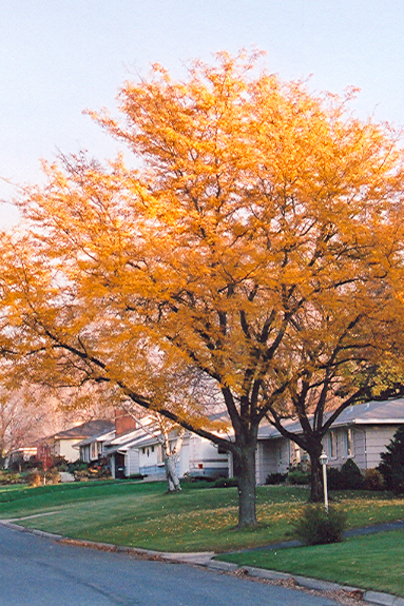 Honeylocust, Imperial