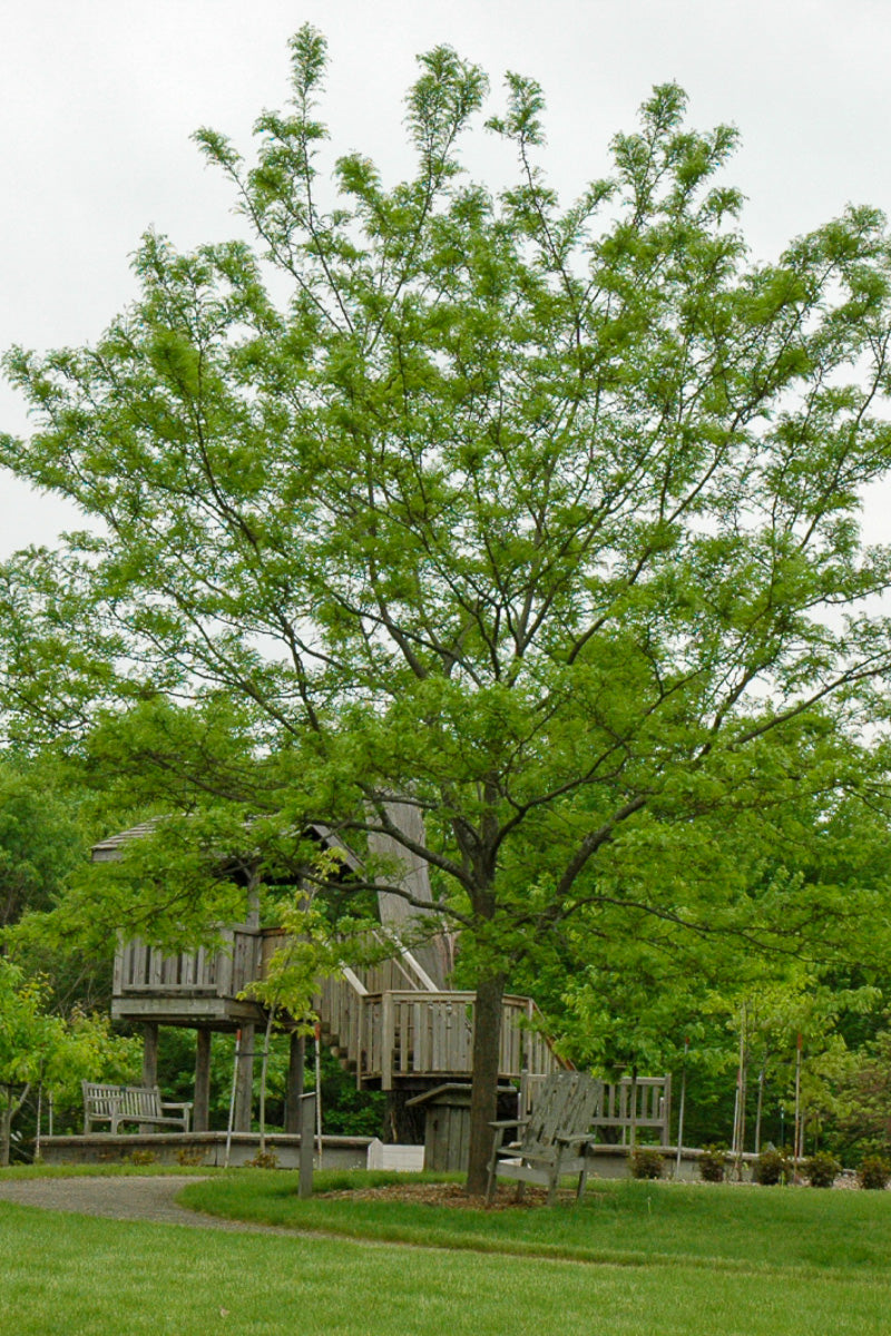Honeylocust, Imperial