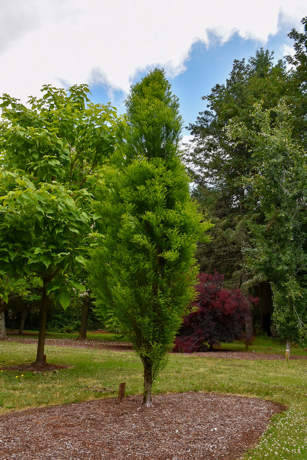 Bald Cypress, Lindsey's Skyward