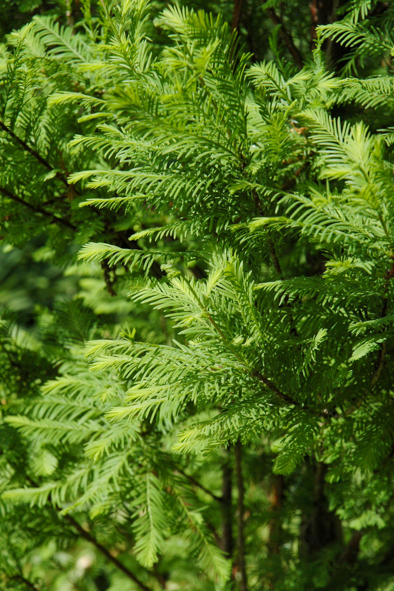 Bald Cypress, Lindsey's Skyward