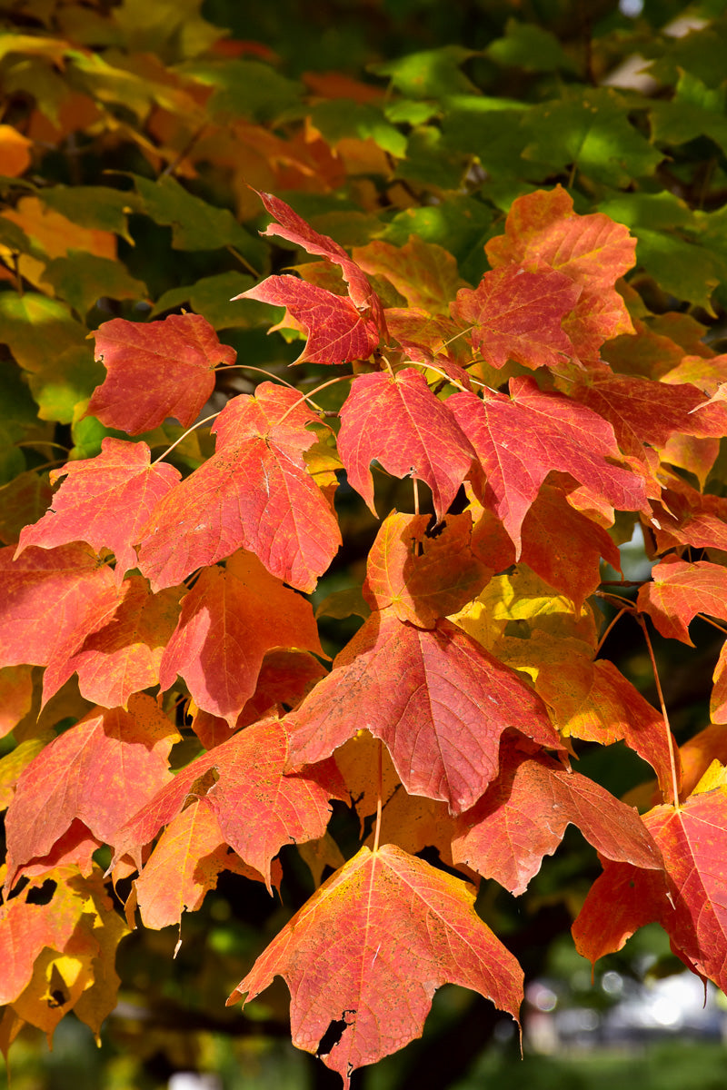 Maple, Sugar Green Column