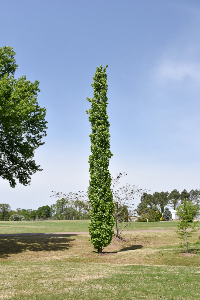 Slender Shade Tree Sweetgum, Slender Silhouette – Chalet