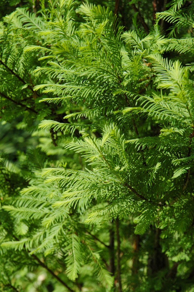 Bald Cypress, Lindsey's Skyward