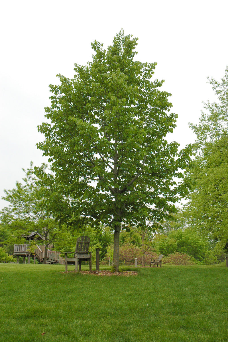 Basswood, Frontyard