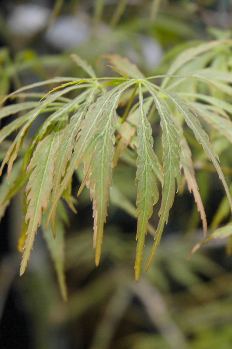 Japanese Maple, Crimson Princess