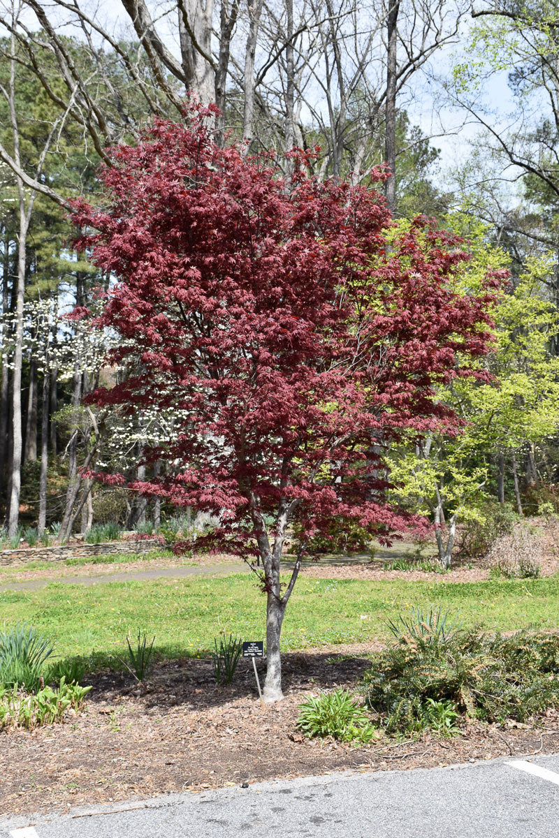 Japanese Maple, Hefner's Red