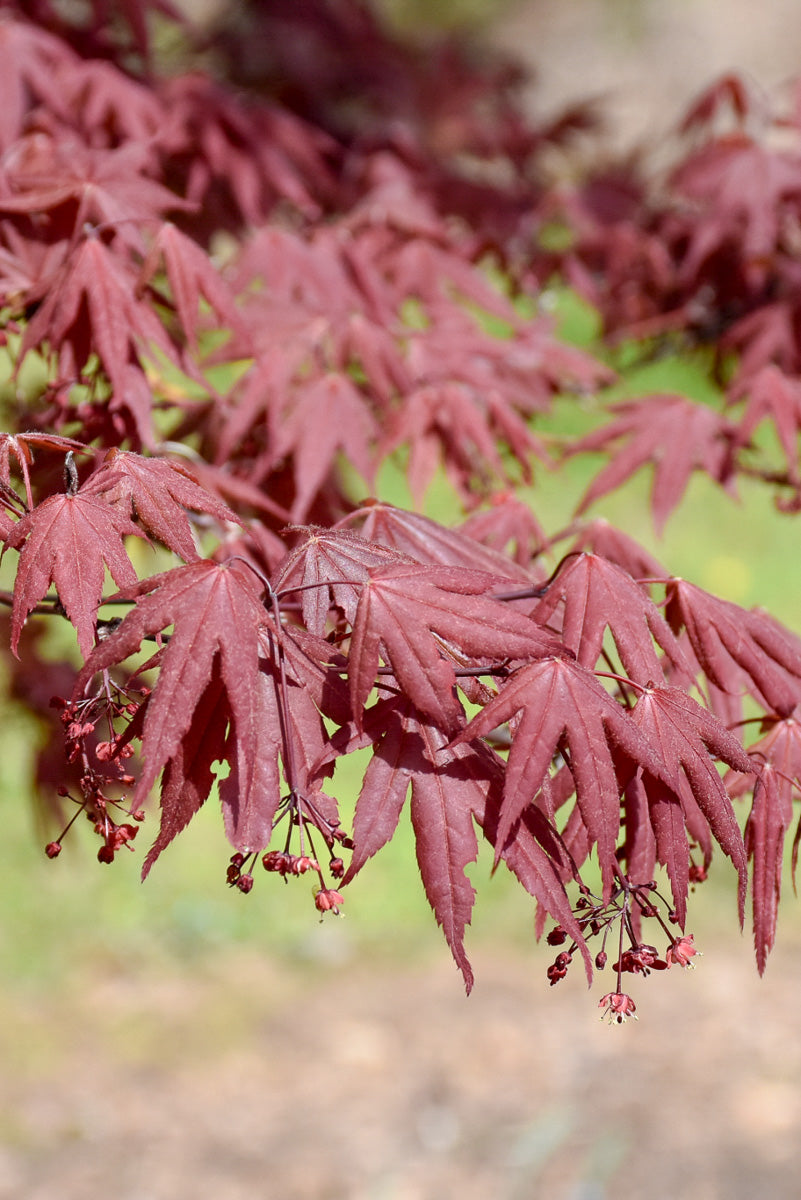 Japanese Maple, Hefner's Red