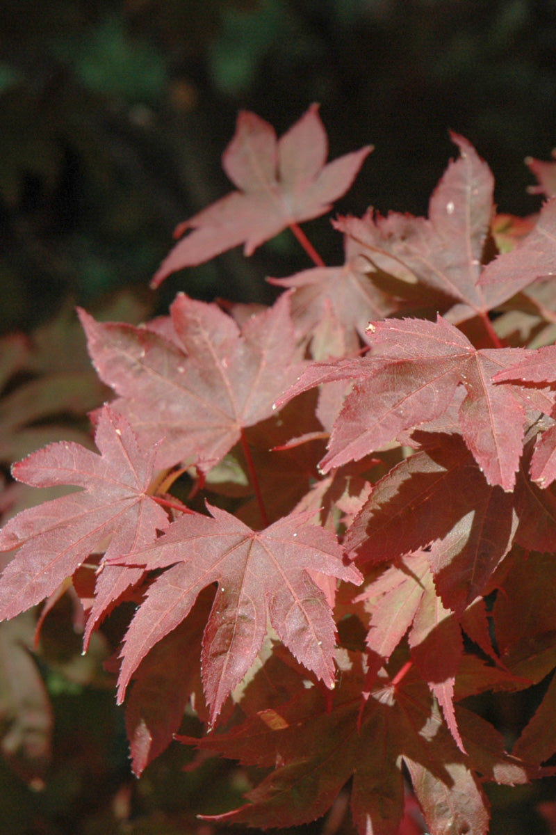 Japanese Maple, Ruslyn in the Pink (dwarf)