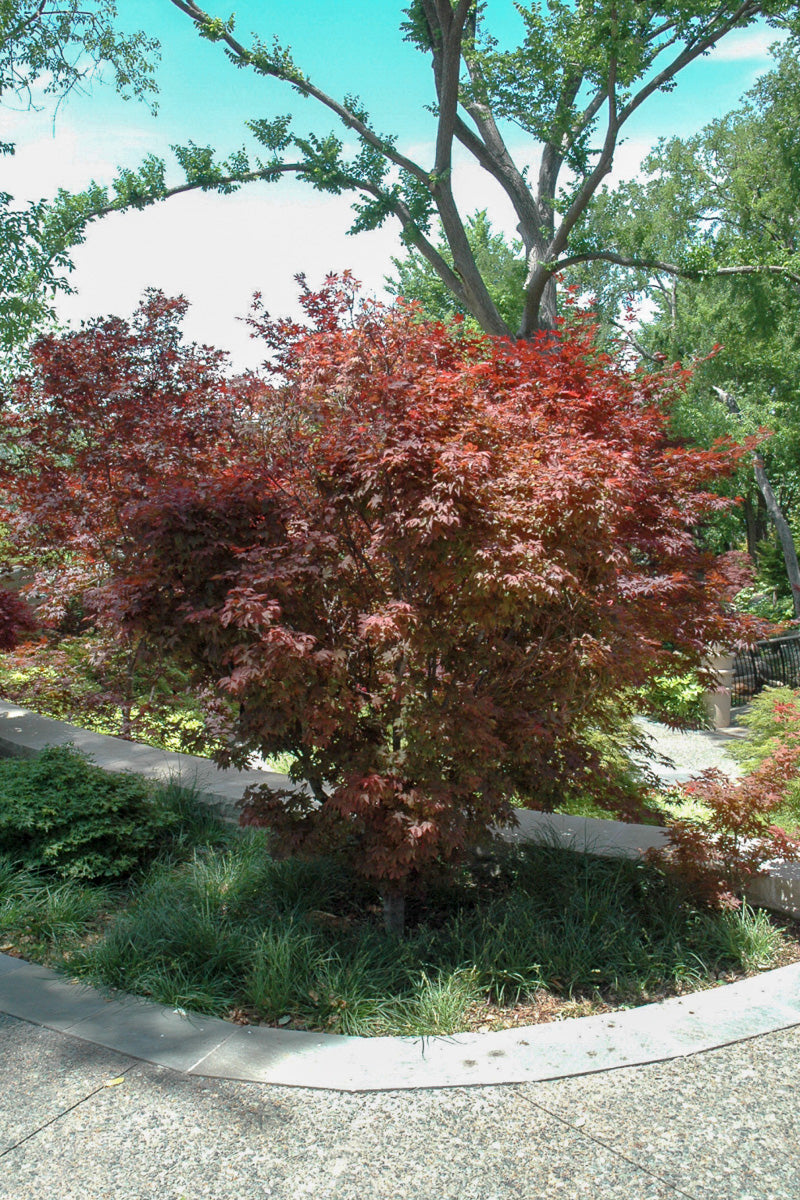 Japanese Maple, Ruslyn in the Pink (dwarf)