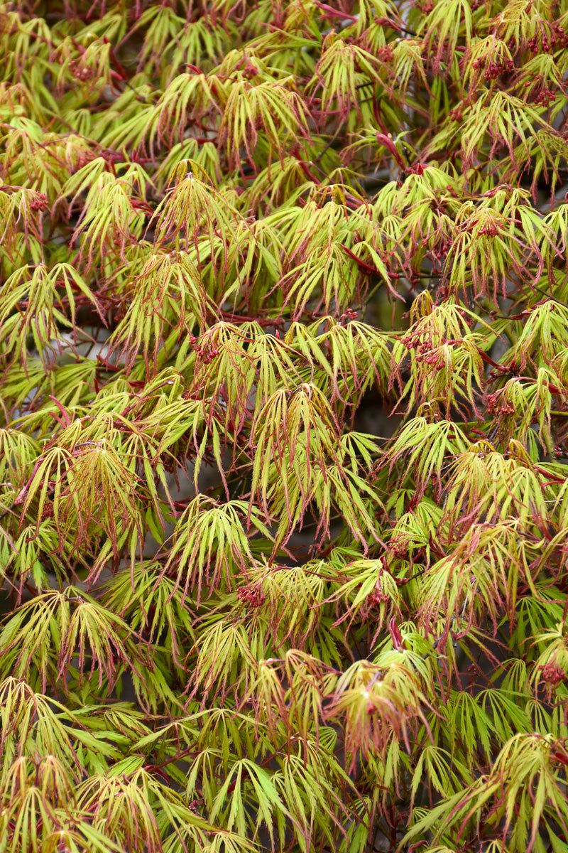 Japanese Maple, Spring Delight