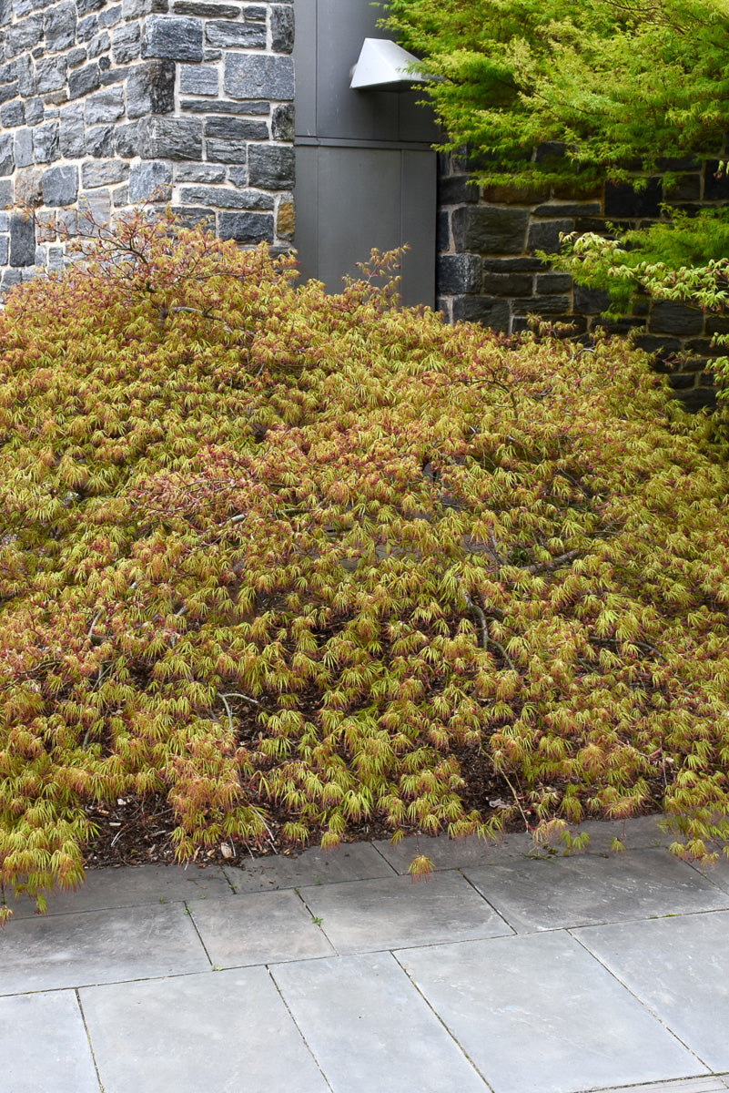 Japanese Maple, Spring Delight