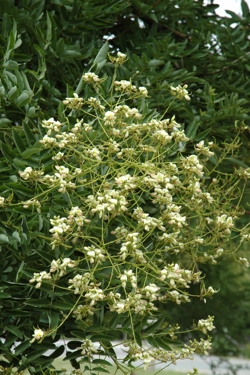 Japanese Sophomore Tree