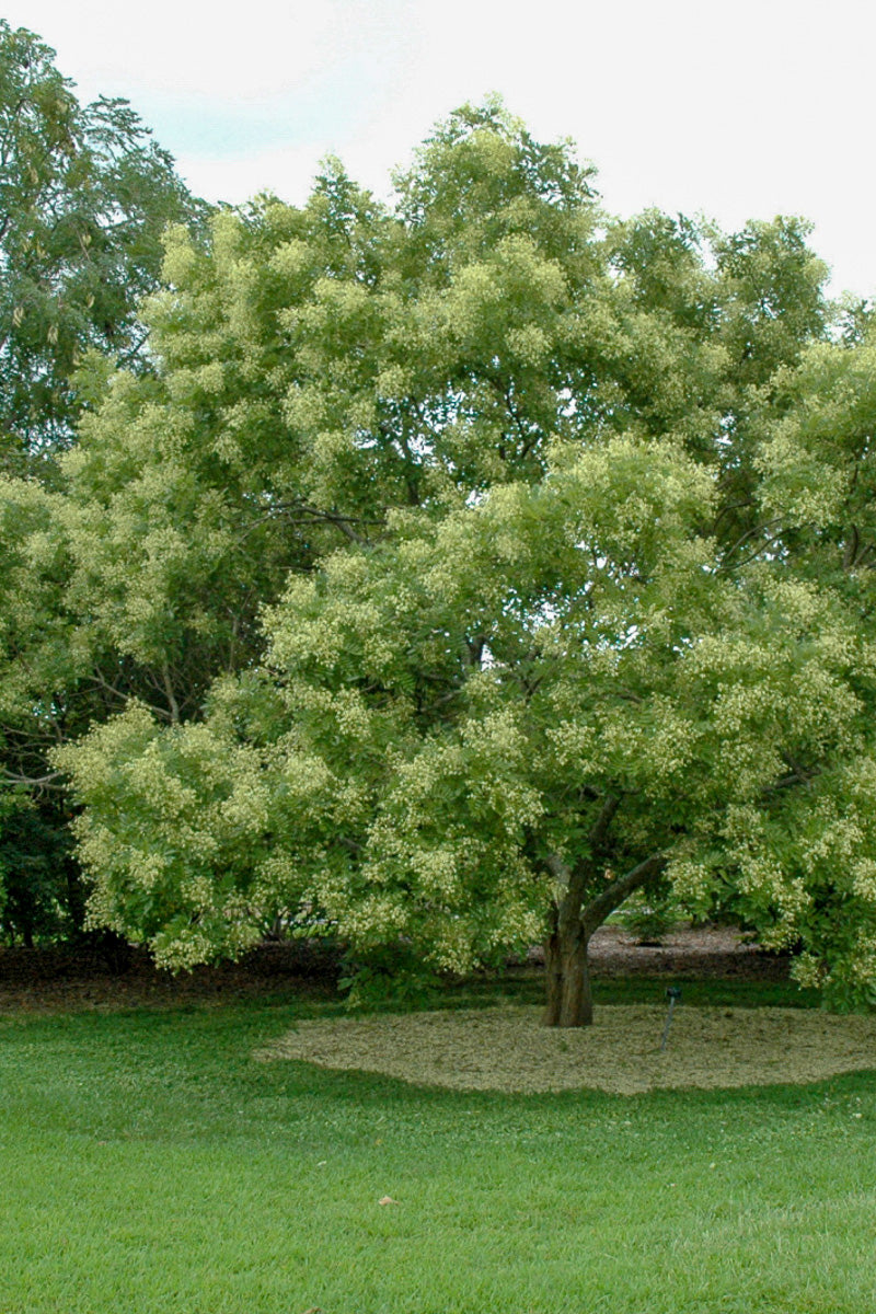 Japanese Sophomore Tree