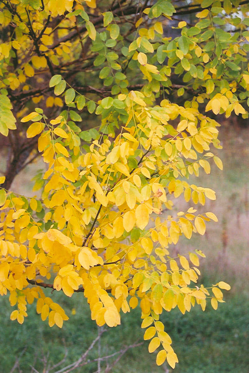 Japanese Sophomore Tree