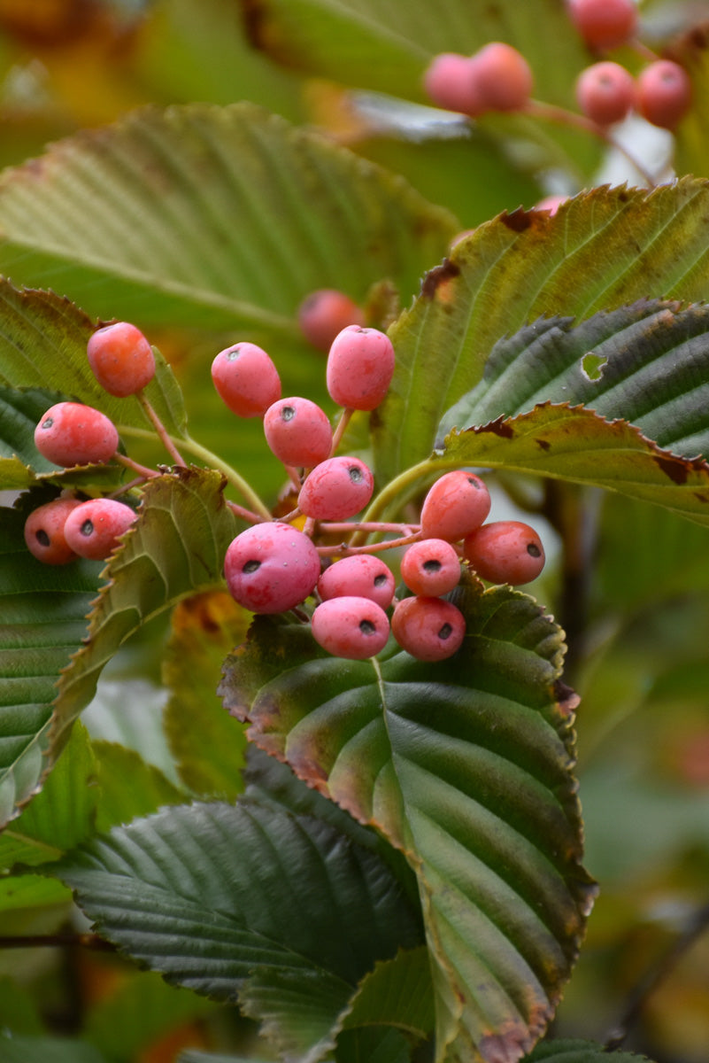 Mountain Ash, Korean