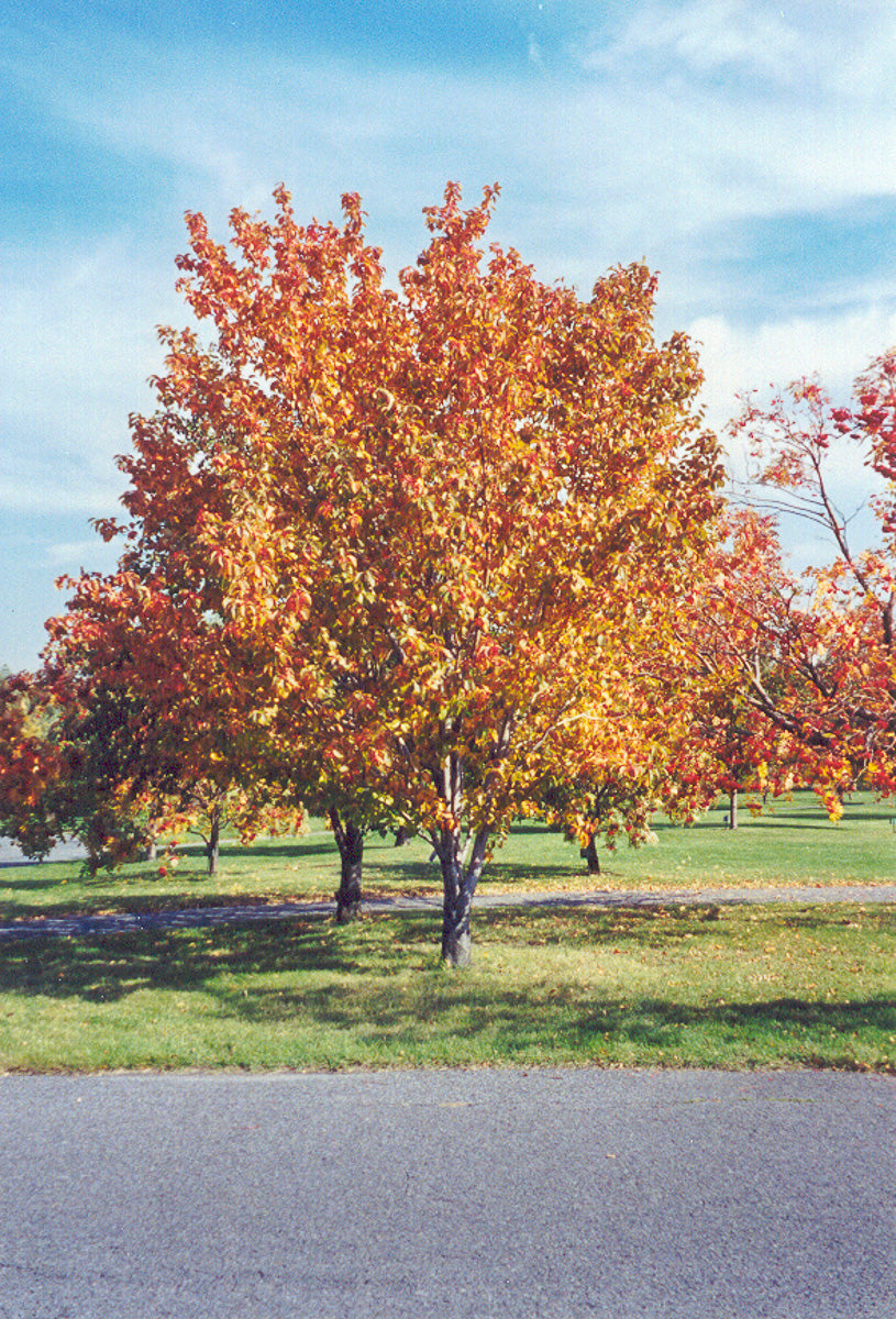 Mountain Ash, Korean