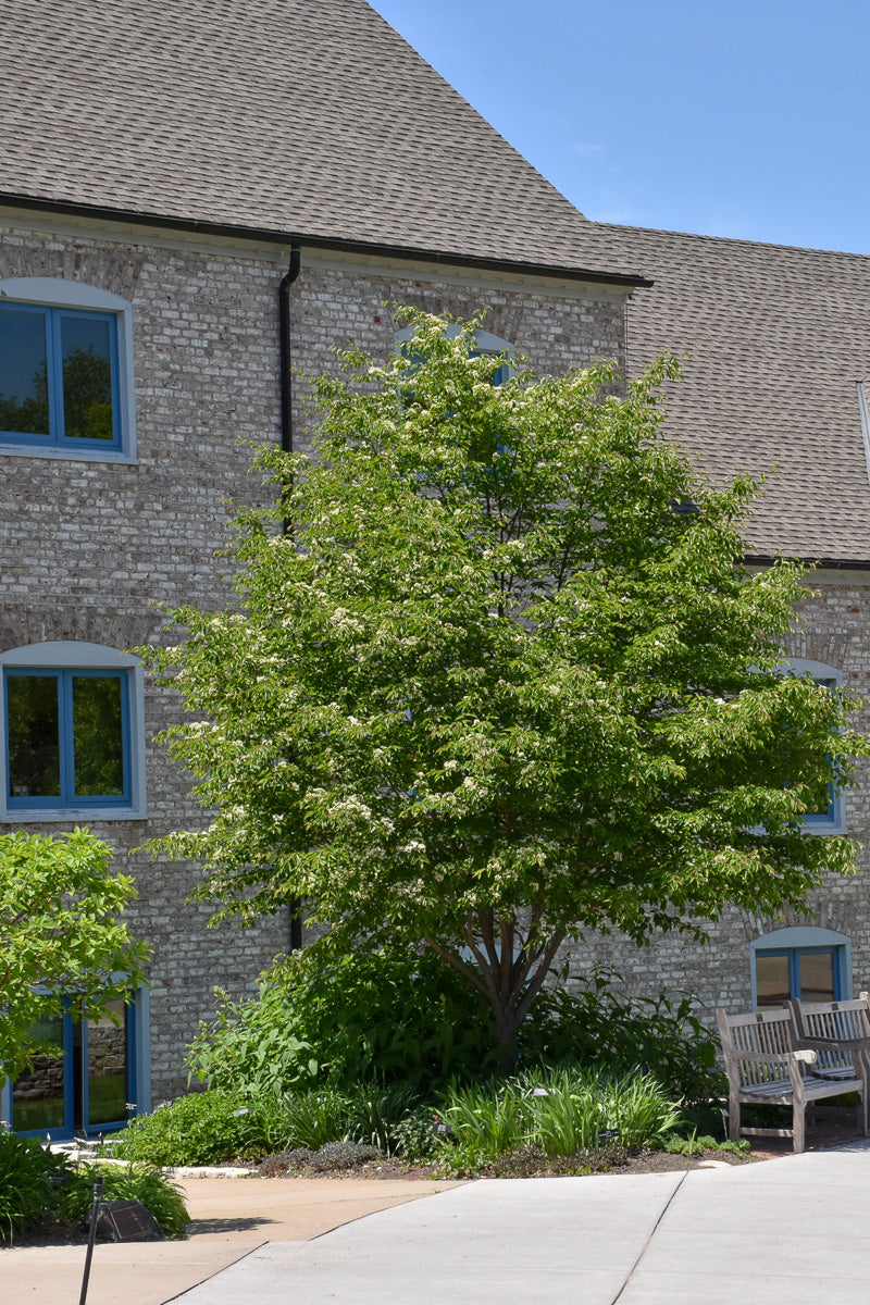 Mountain Ash, Korean