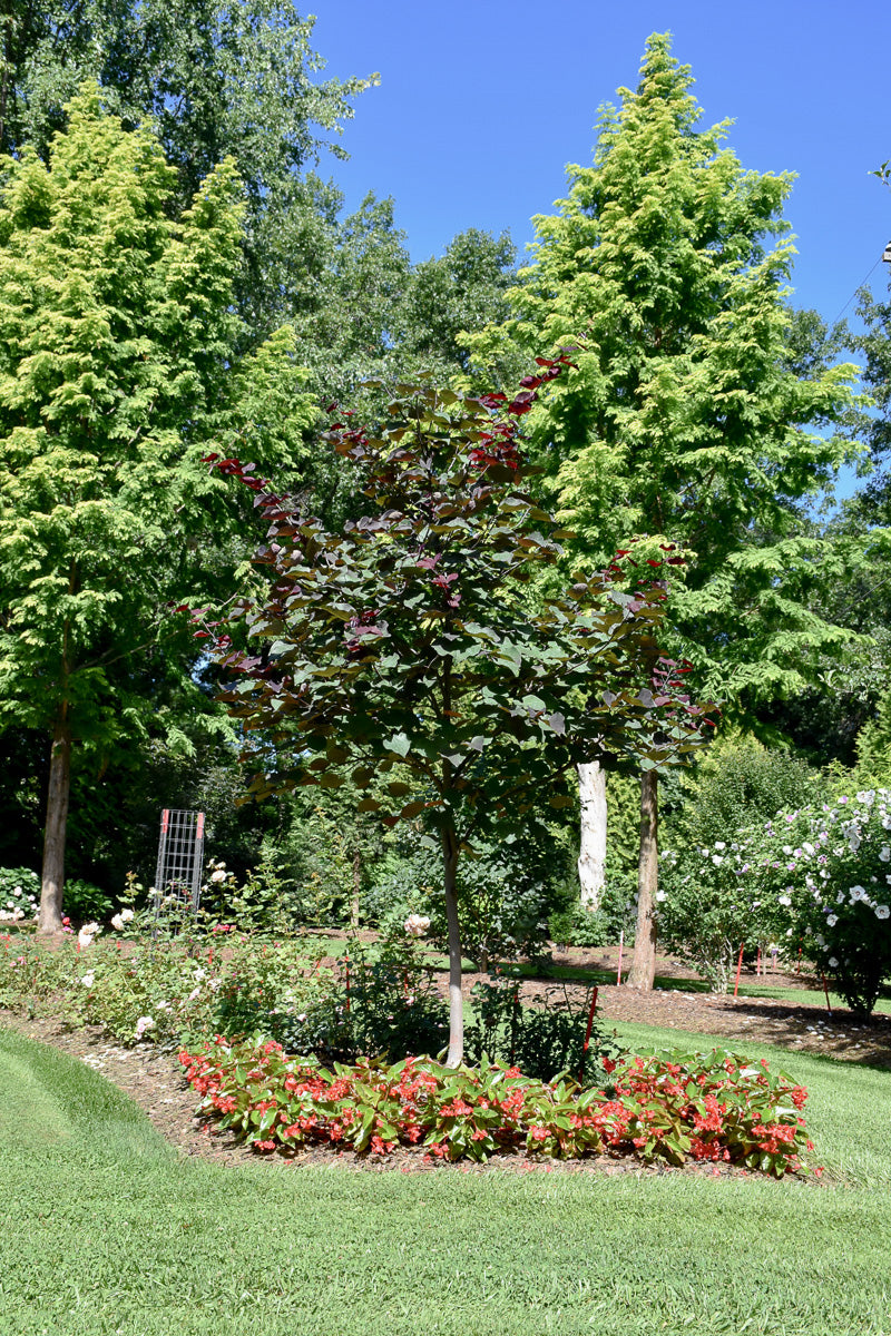 Redbud, Midnight Express