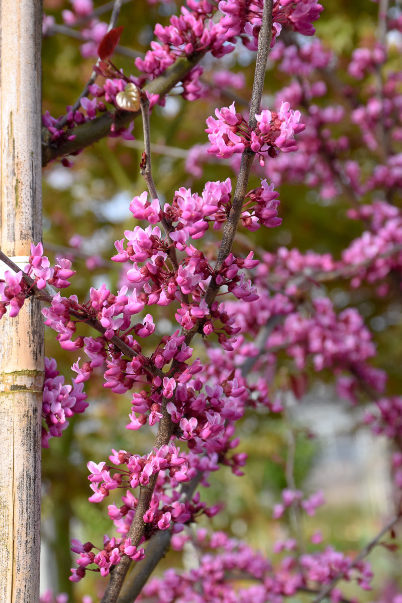 Redbud, Midnight Express