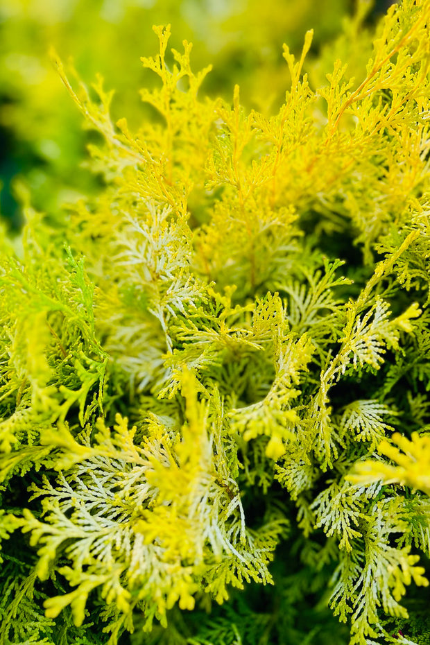 Falsecypress, Night Light