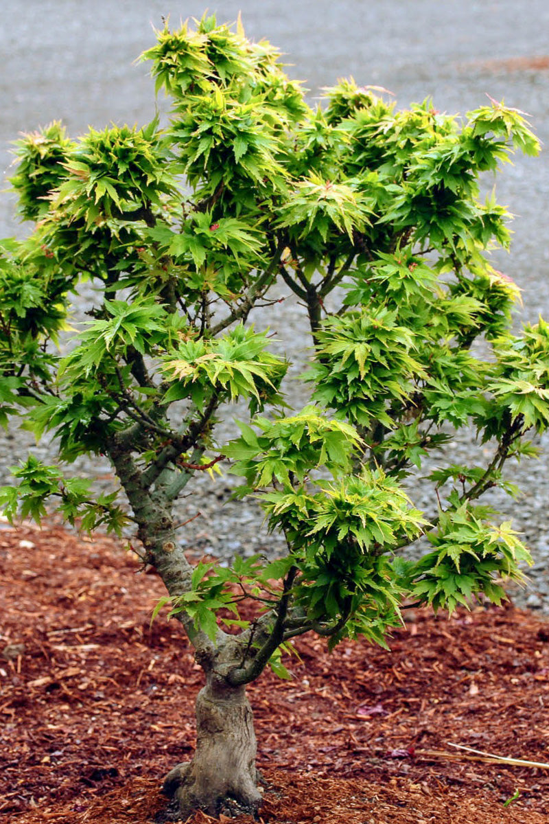 Maple, Japanese Hubb's Dwarf