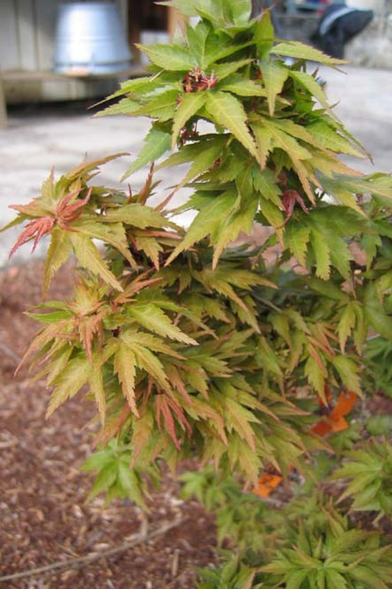 Maple, Japanese Hubb's Dwarf